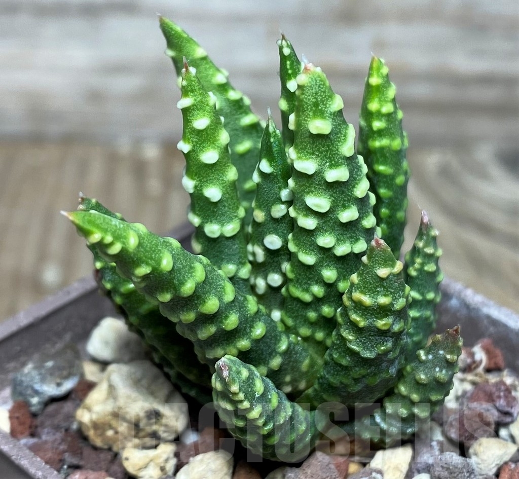 SHPR18177 Haworthia pumila SH