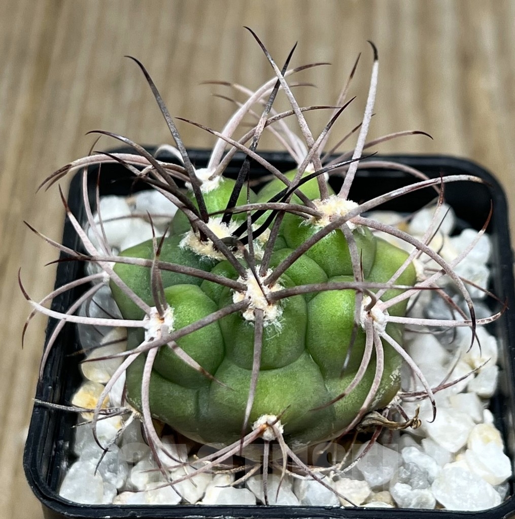 SHPR18627 Gymnocalycium aff. pflanzii