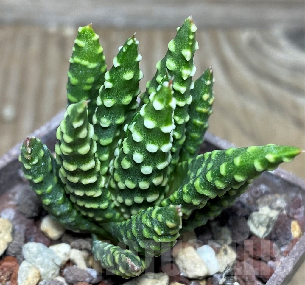 SHPR18177 Haworthia pumila SH - Image 2