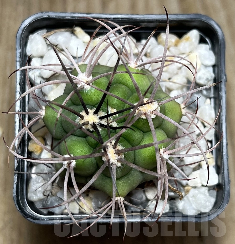 SHPR18627 Gymnocalycium aff. pflanzii - Image 2