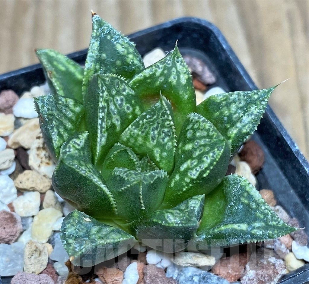 SHPR18178 Haworthia 'Shin-Kotohime' - Image 2