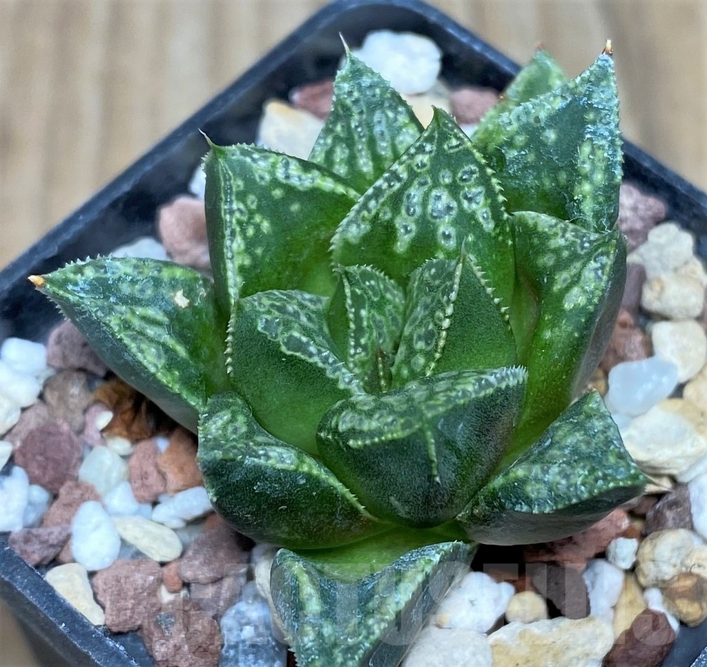 SHPR18178 Haworthia 'Shin-Kotohime' - Image 3