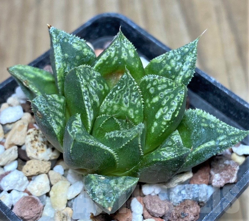 SHPR18178 Haworthia 'Shin-Kotohime'