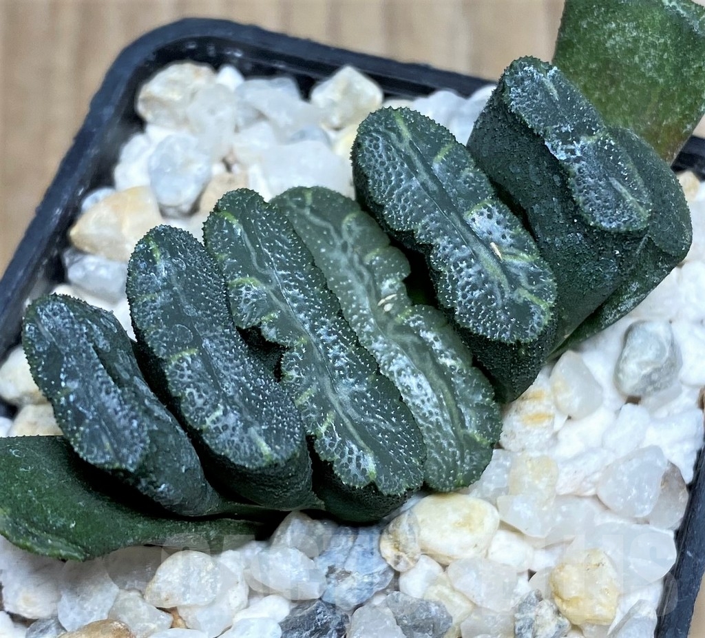 SHPR18179 Haworthia truncata -Japan- - Image 2