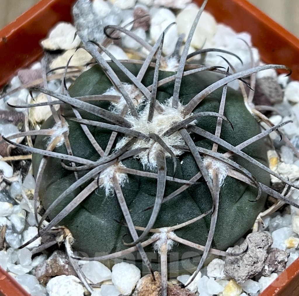 SHPR18635 Gymnocalycium spegazzinii TOM 314/1