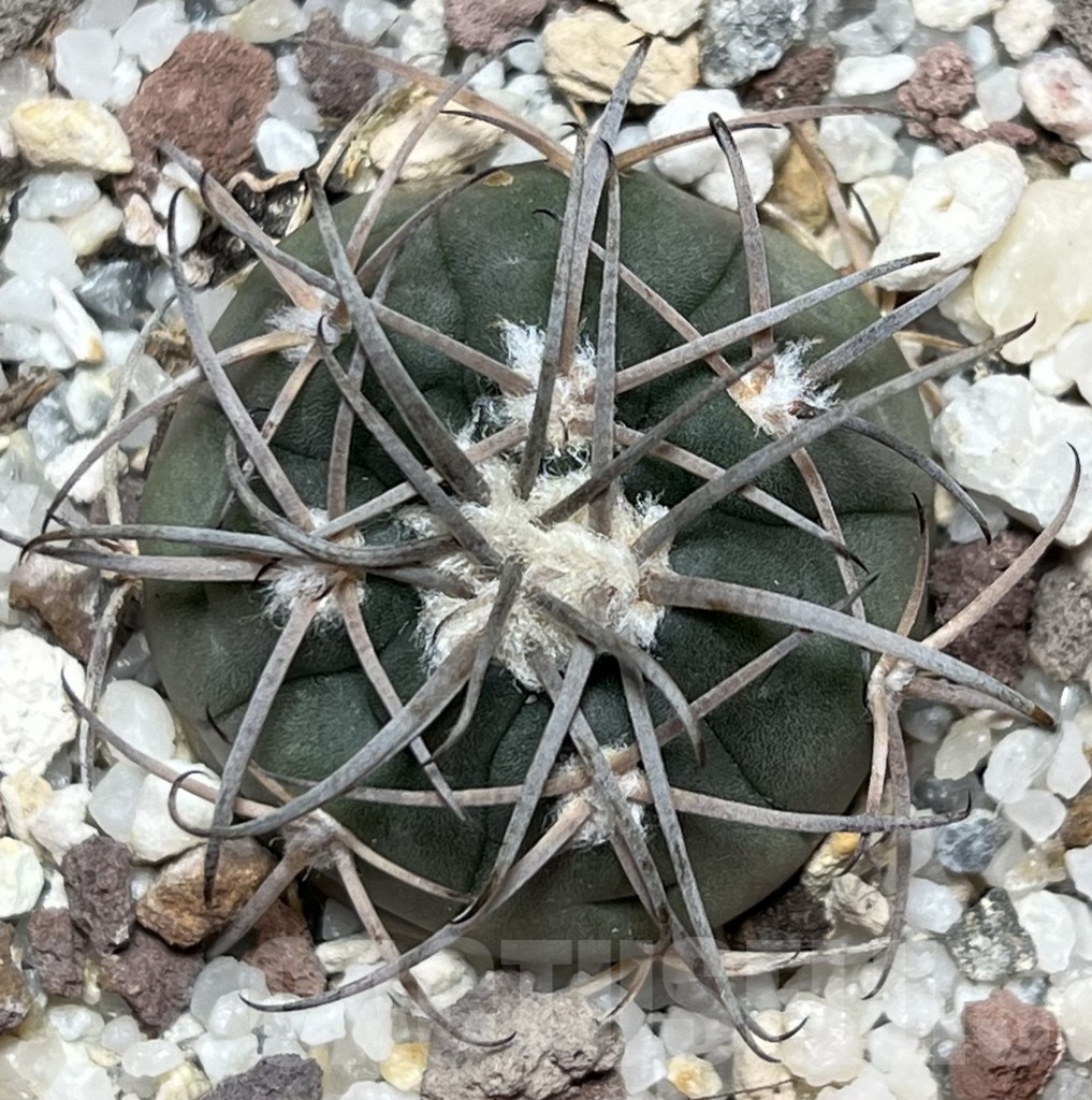 SHPR18635 Gymnocalycium spegazzinii TOM 314/1 - Image 2