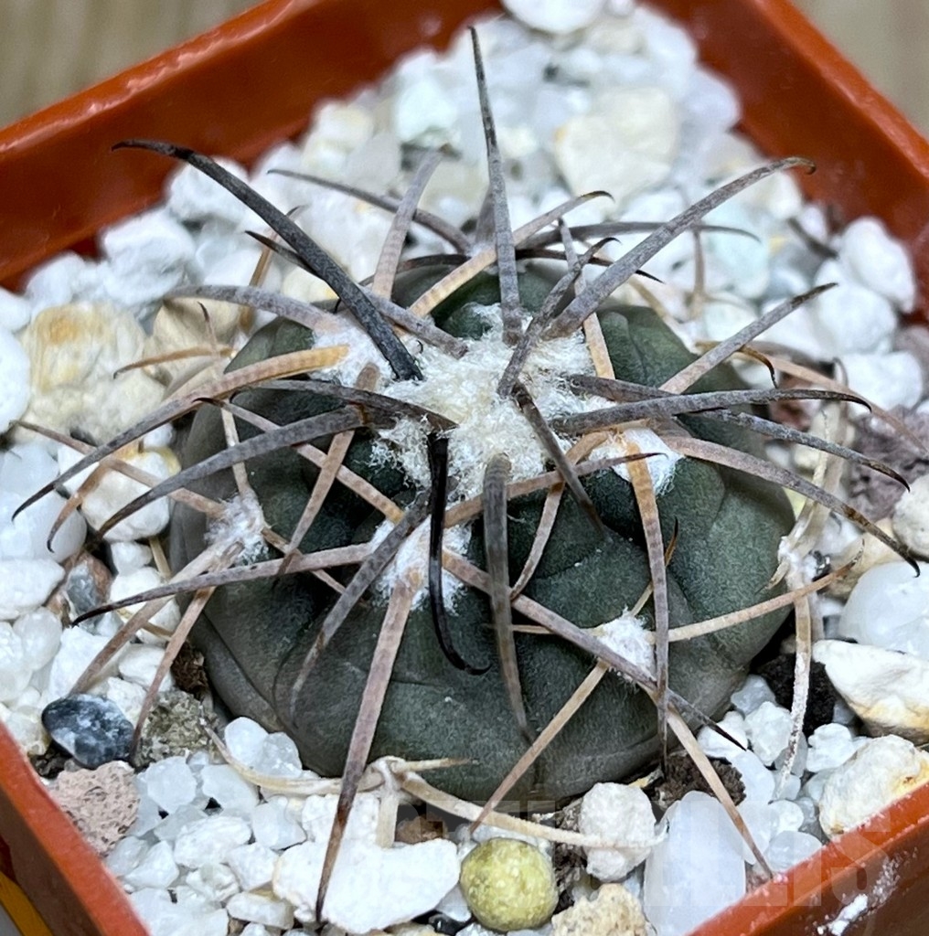 SHPR18636 Gymnocalycium spegazzinii TOM 314/1