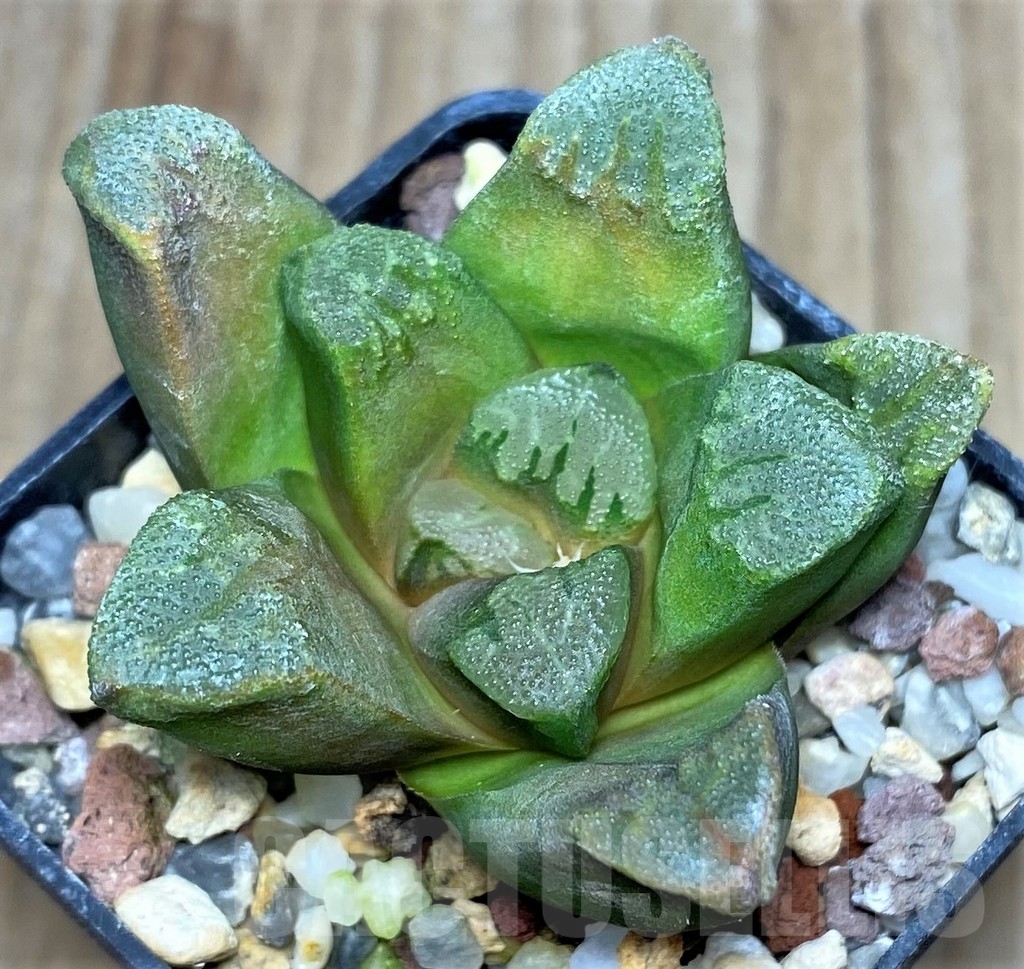 SHPR18184 Haworthia maughanii hybrid - Image 2