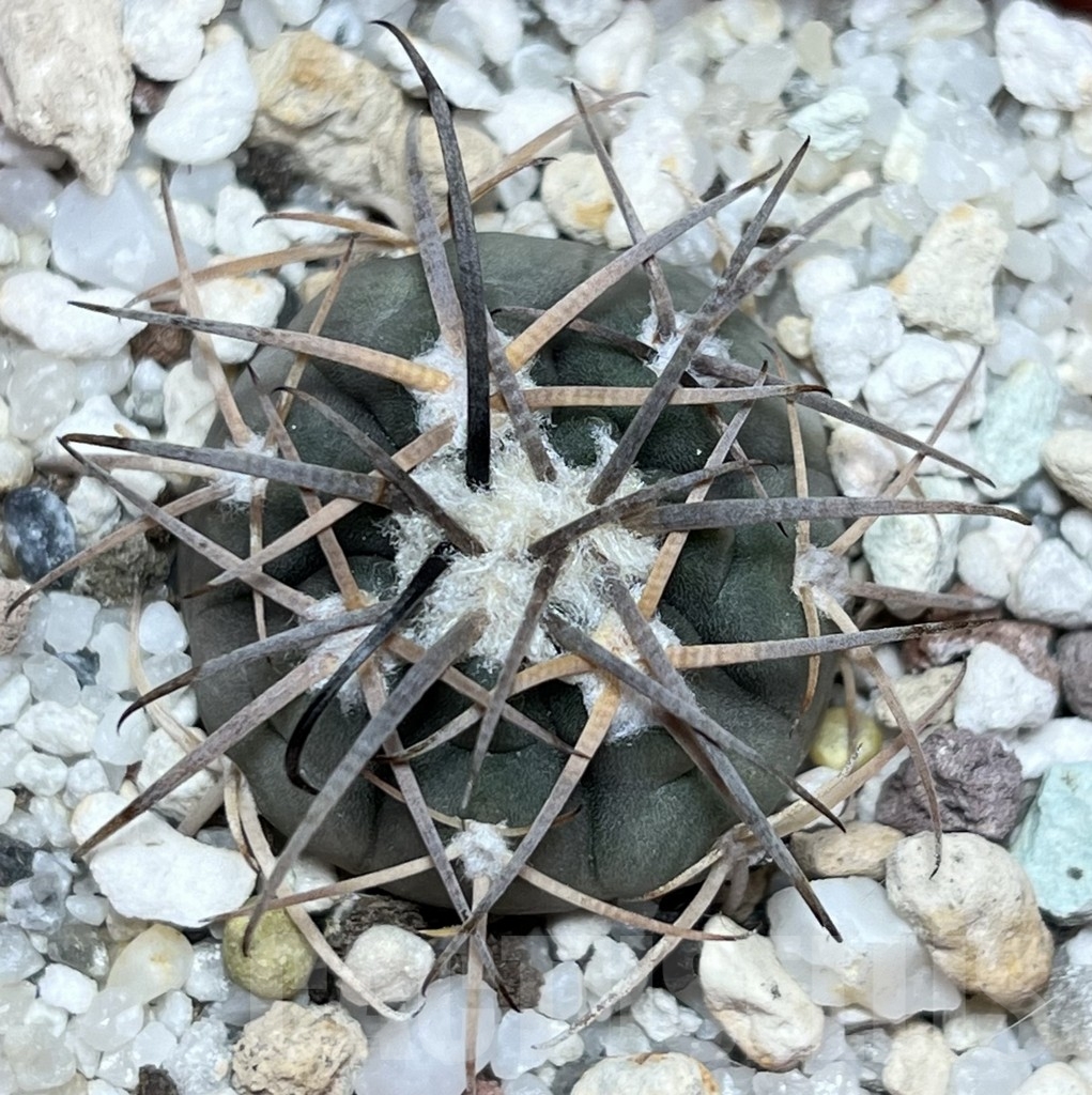 SHPR18636 Gymnocalycium spegazzinii TOM 314/1 - Image 2