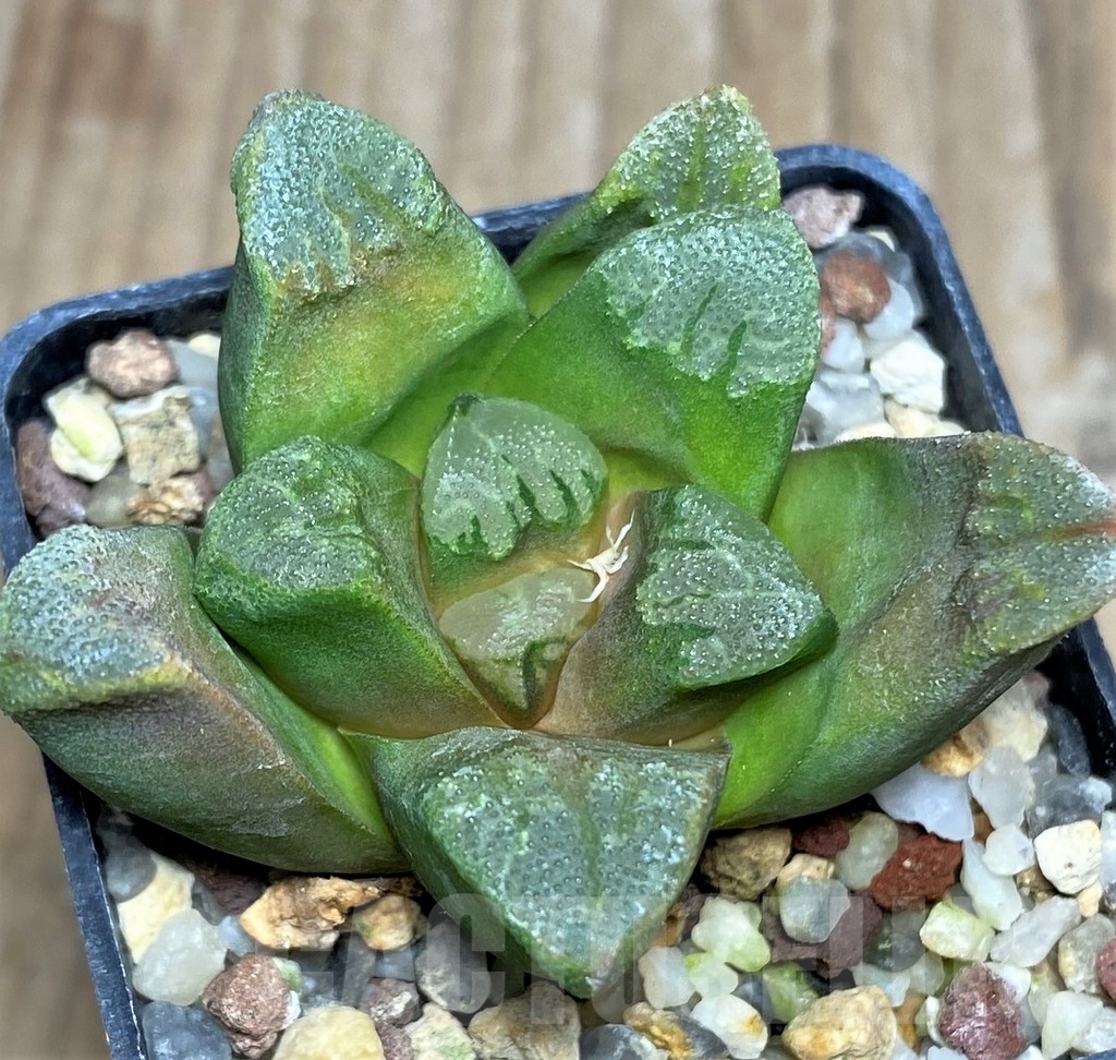 SHPR18184 Haworthia maughanii hybrid