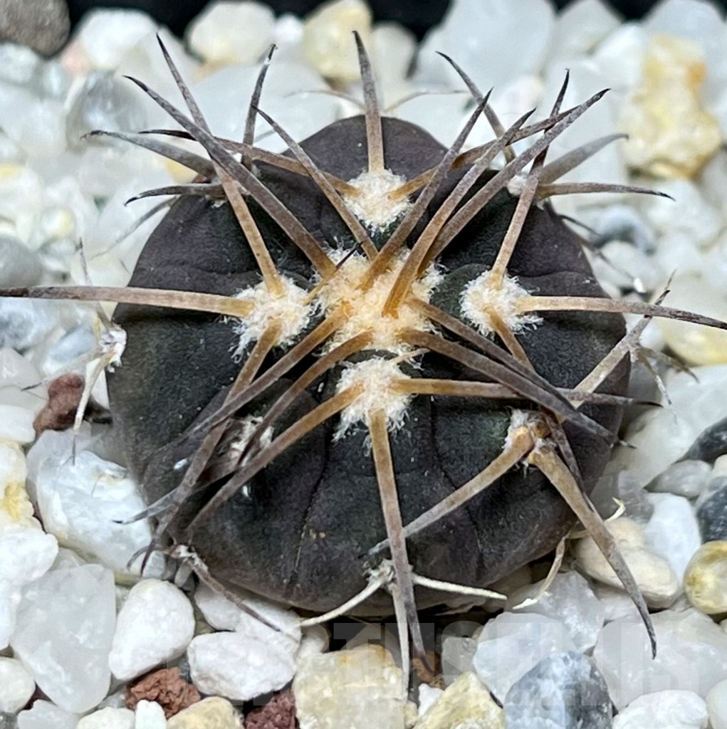 SHPR18637 Gymnocalycium spegazzinii JO-1102