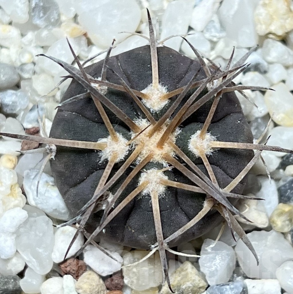 SHPR18637 Gymnocalycium spegazzinii JO-1102 - Image 2