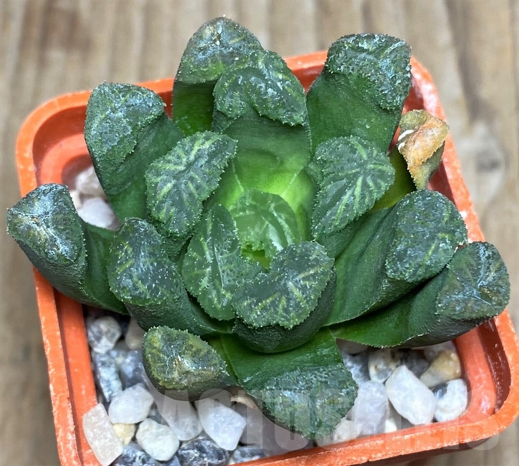SHPR18185 Haworthia maughanii x cooperi - Image 2