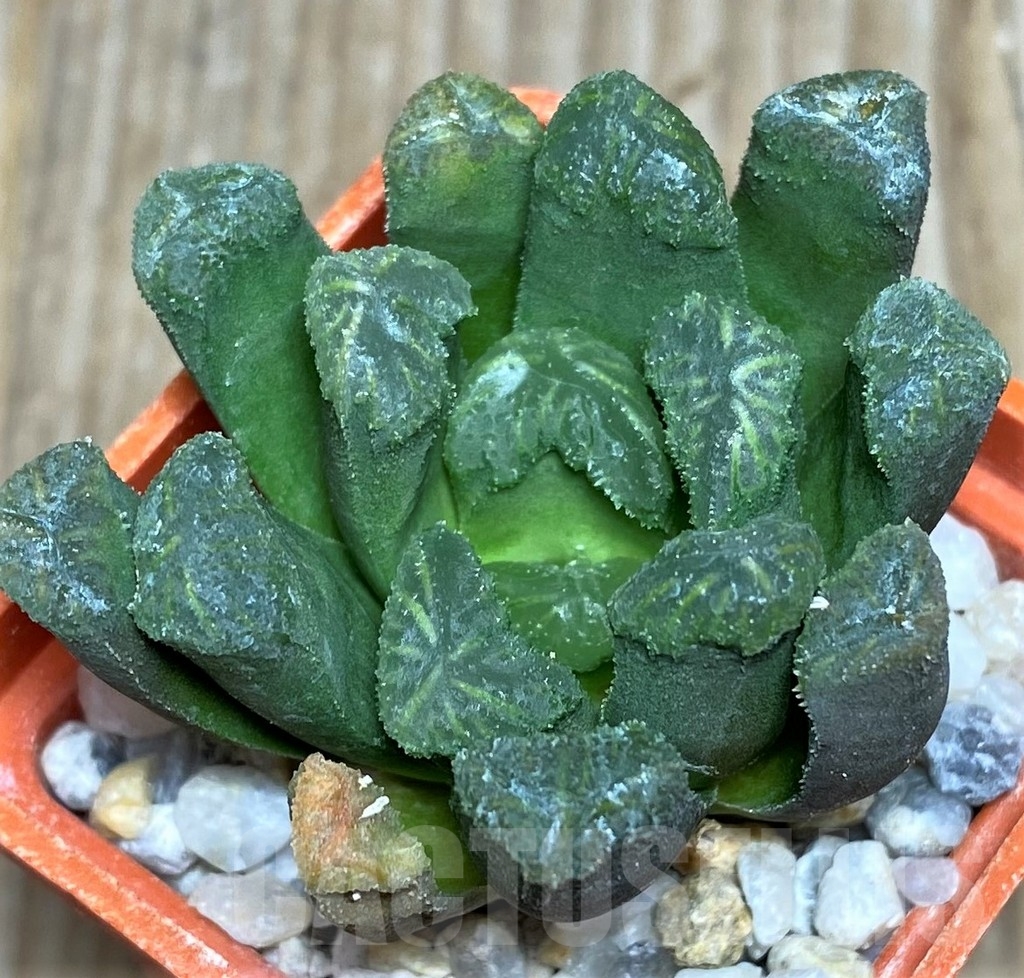 SHPR18185 Haworthia maughanii x cooperi