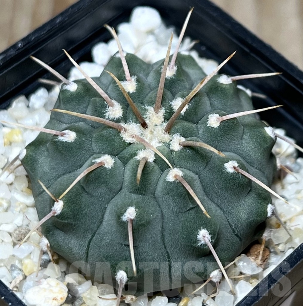 SHPR18638 Gymnocalycium vatteri