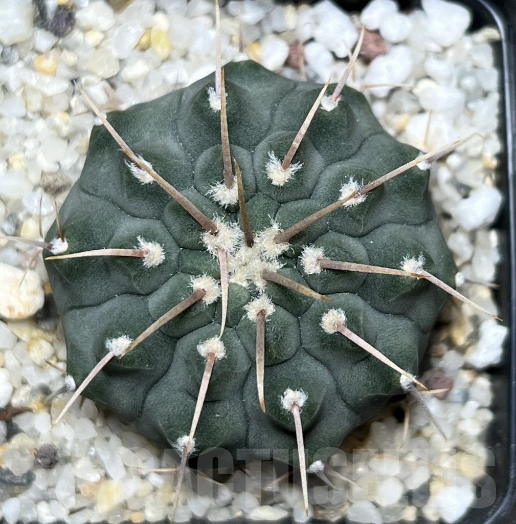 SHPR18638 Gymnocalycium vatteri - Image 2