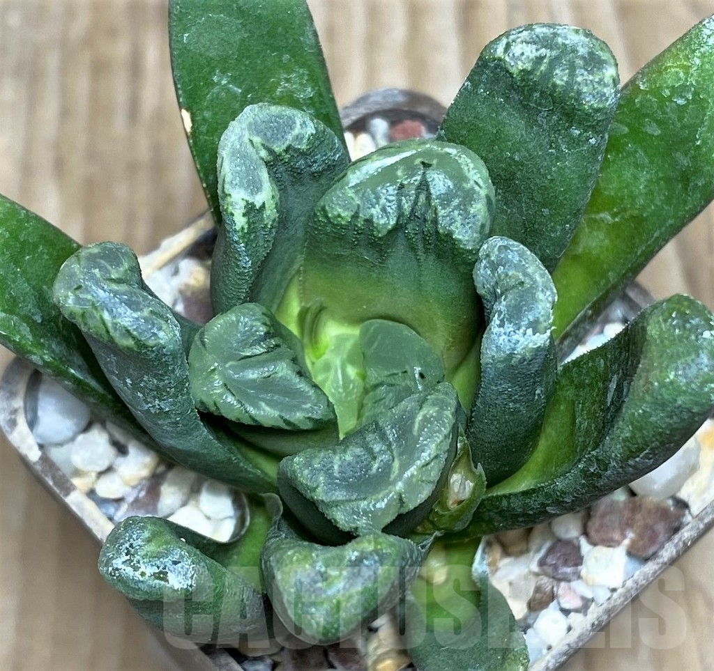 SHPR18186 Haworthia maughanii x cooperi - Image 2