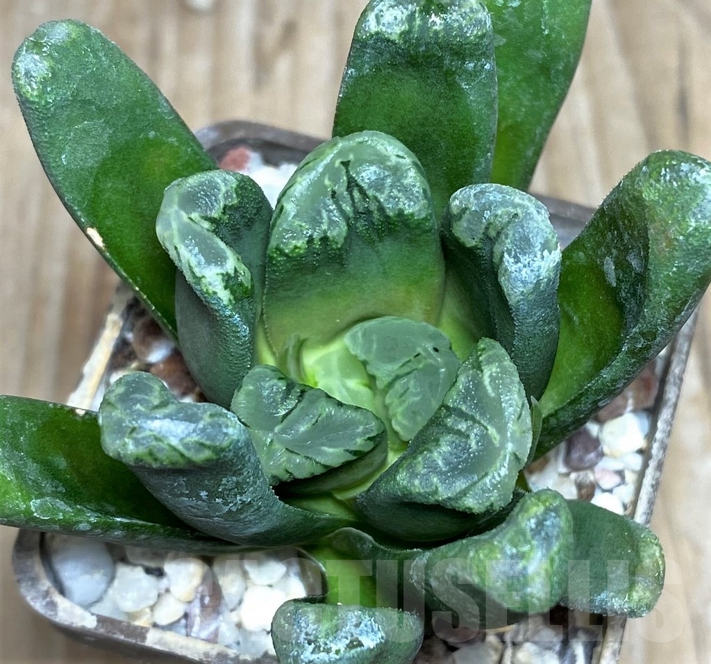 SHPR18186 Haworthia maughanii x cooperi