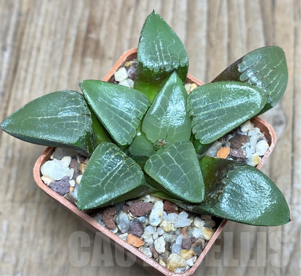 SHPR18187 Haworthia comptoniana hybrid - Image 2