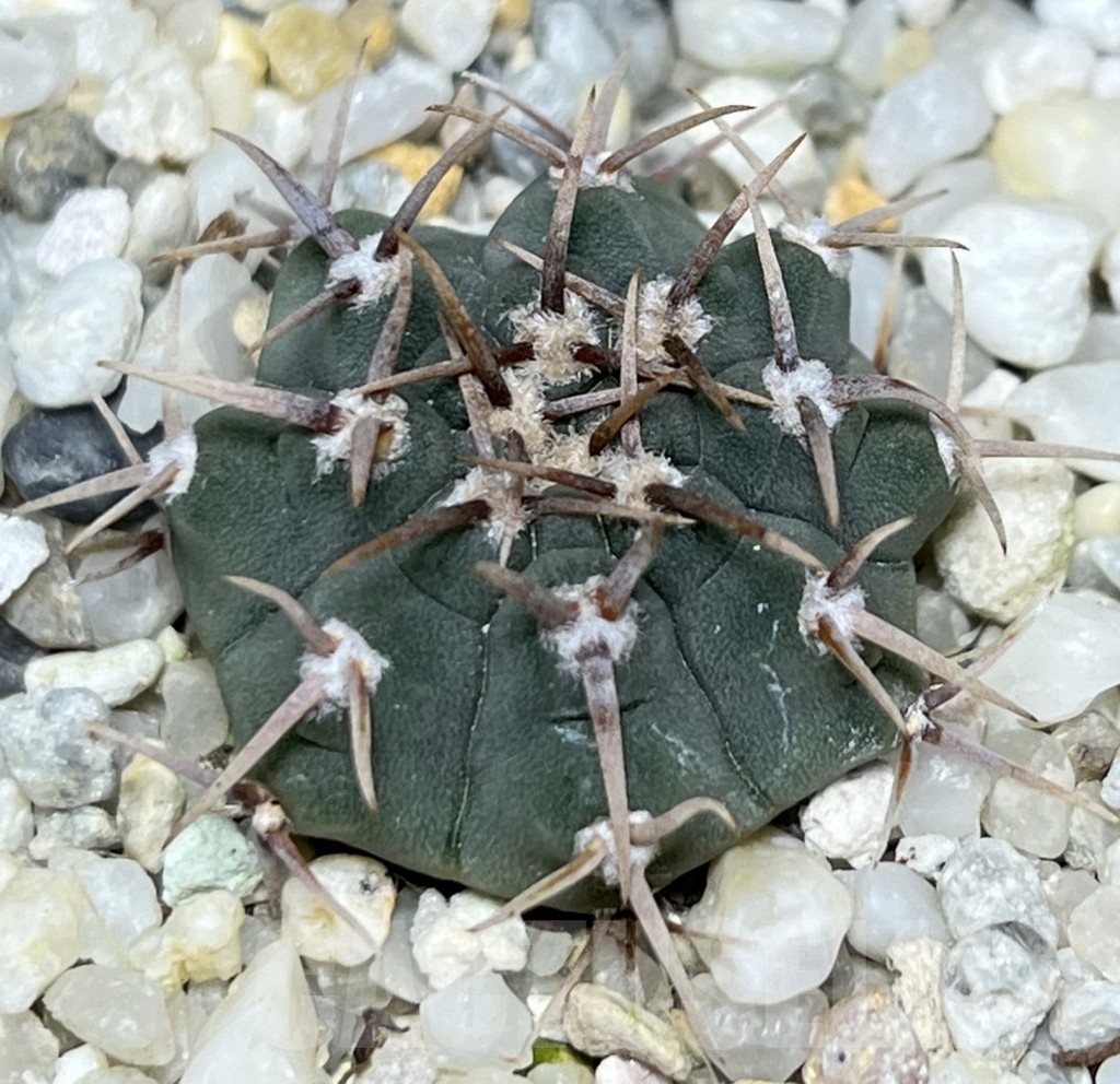 SHPR18643 Gymnocalycium vatteri v. altautinense VC 302
