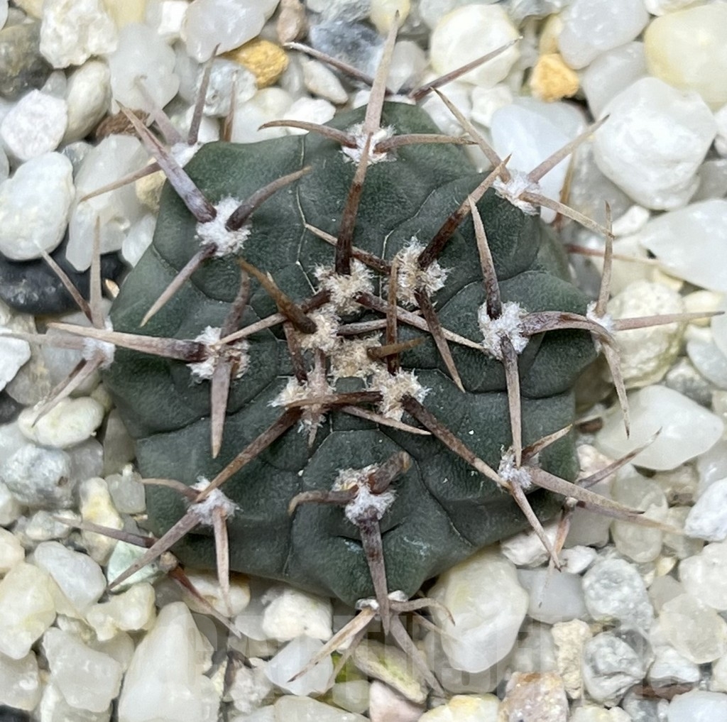 SHPR18643 Gymnocalycium vatteri v. altautinense VC 302 - Image 2