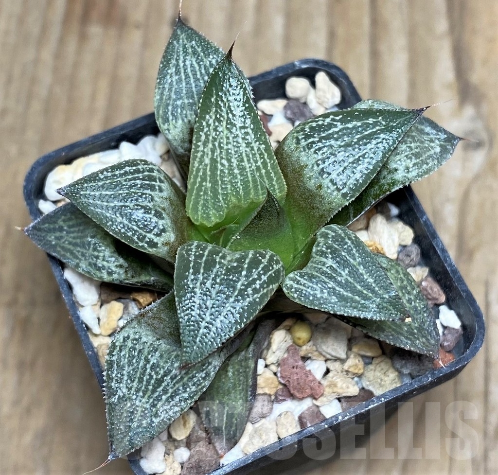 SHPR18191 Haworthia PP6 x magnifica v. splendens -Japan- – Image 2