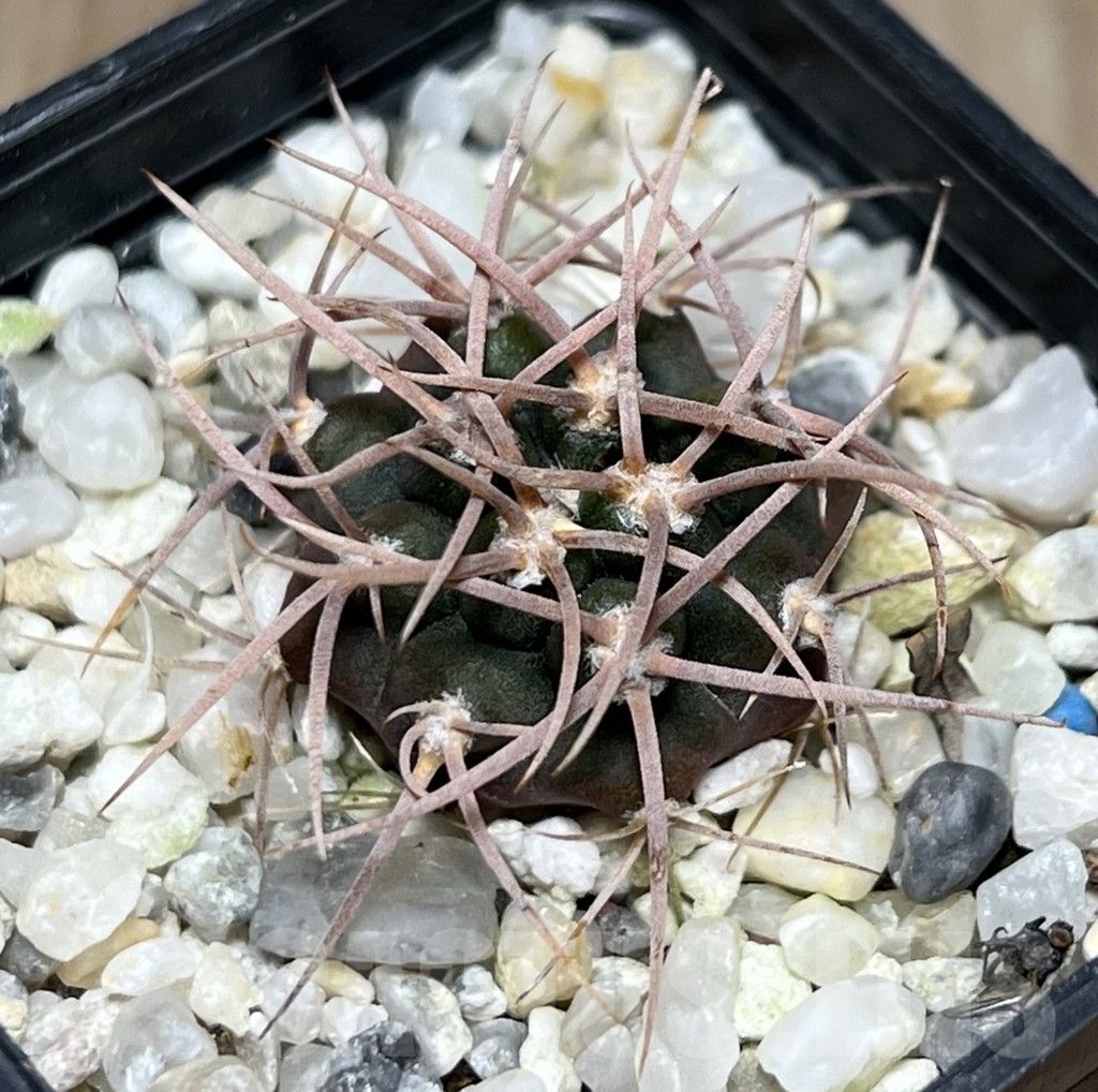 SHPR18647 Gymnocalycium polycephalum PP 223