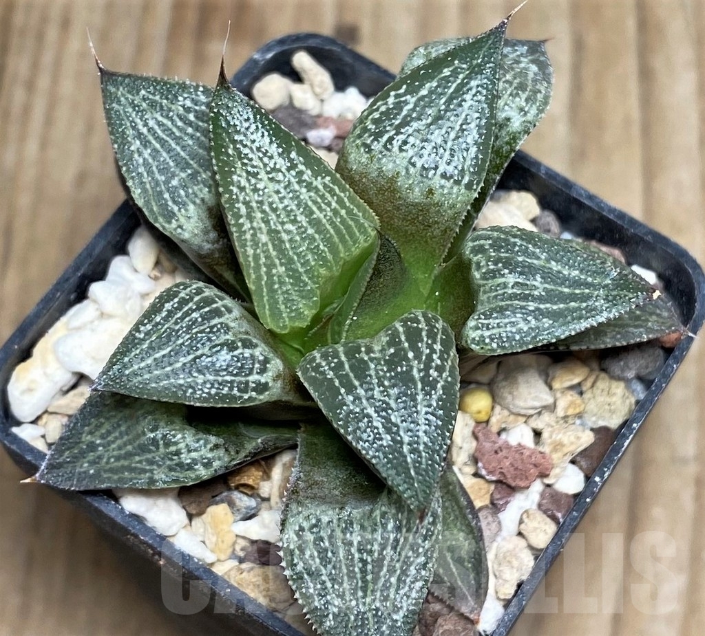 SHPR18191 Haworthia PP6 x magnifica v. splendens -Japan-