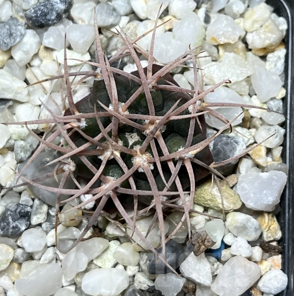 SHPR18647 Gymnocalycium polycephalum PP 223 - Image 2