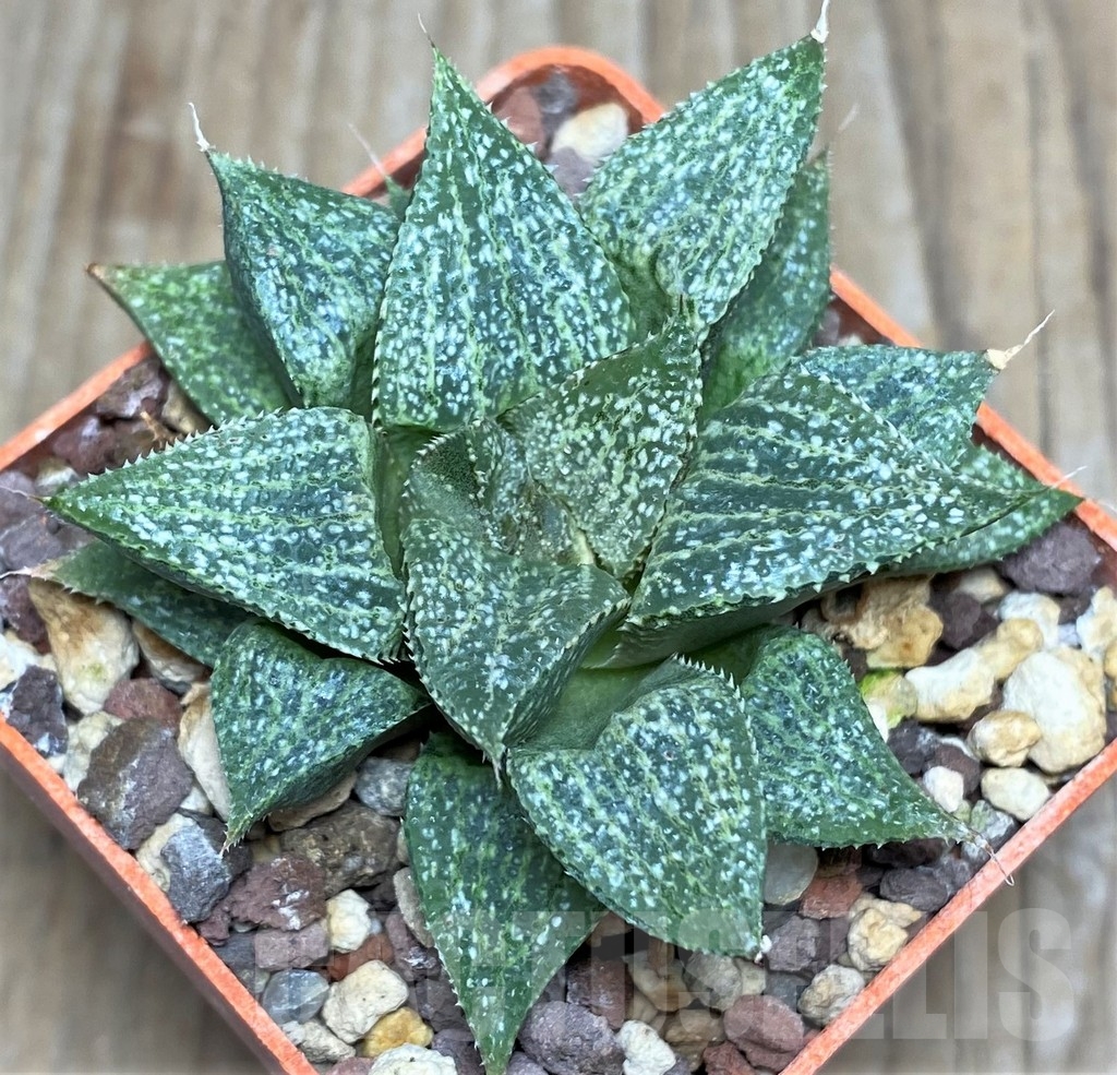 SHPR18192 Haworthia splendens GM 320 -Aasvoelberg- - Image 2