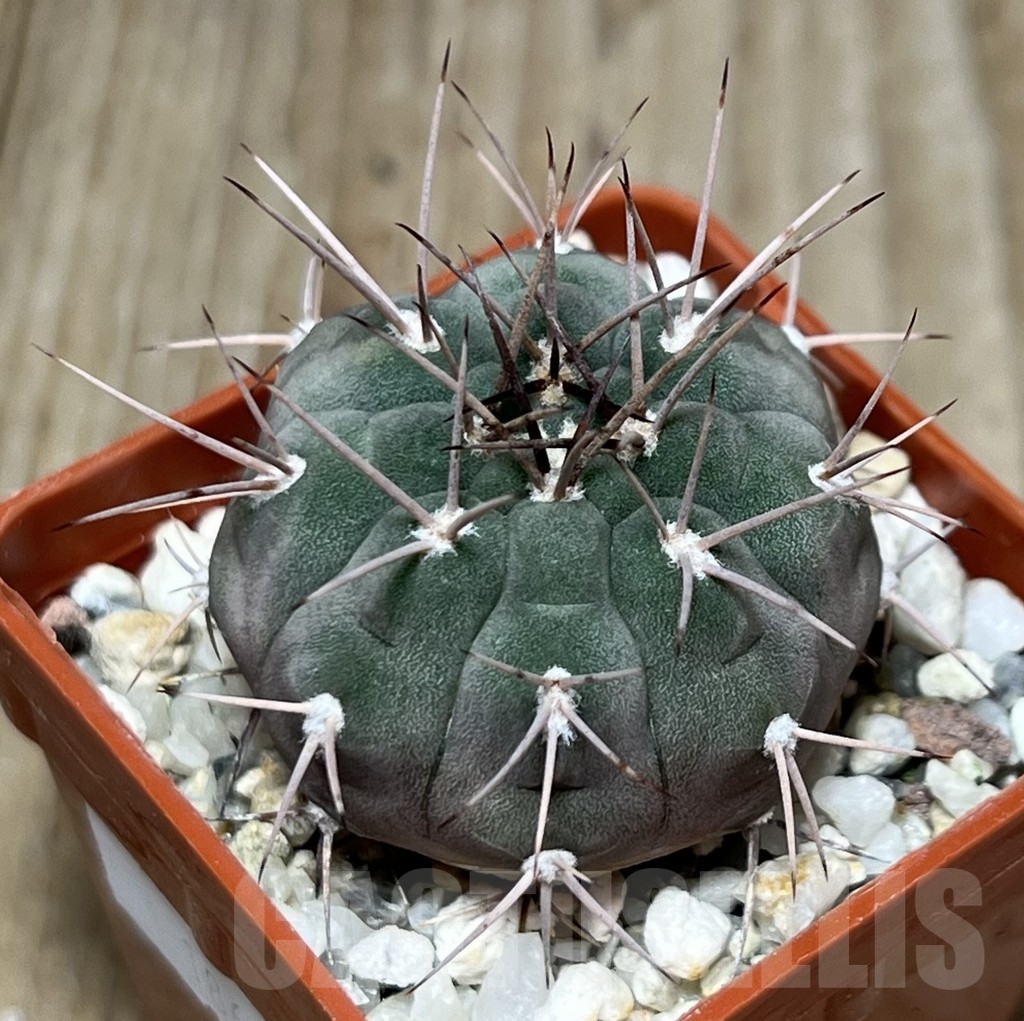SHPR18650 Gymnocalycium mazanense v. ferox P 30A
