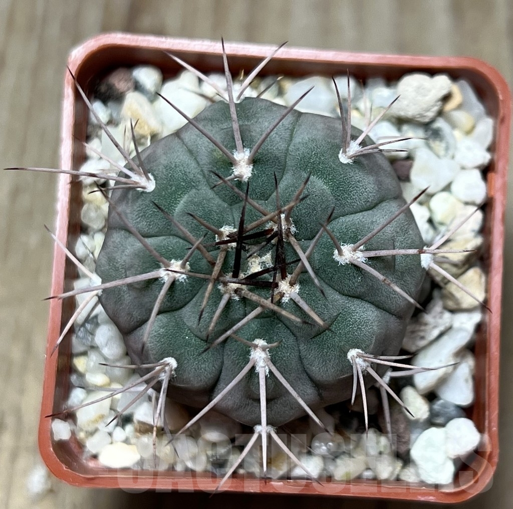 SHPR18650 Gymnocalycium mazanense v. ferox P 30A - Image 2