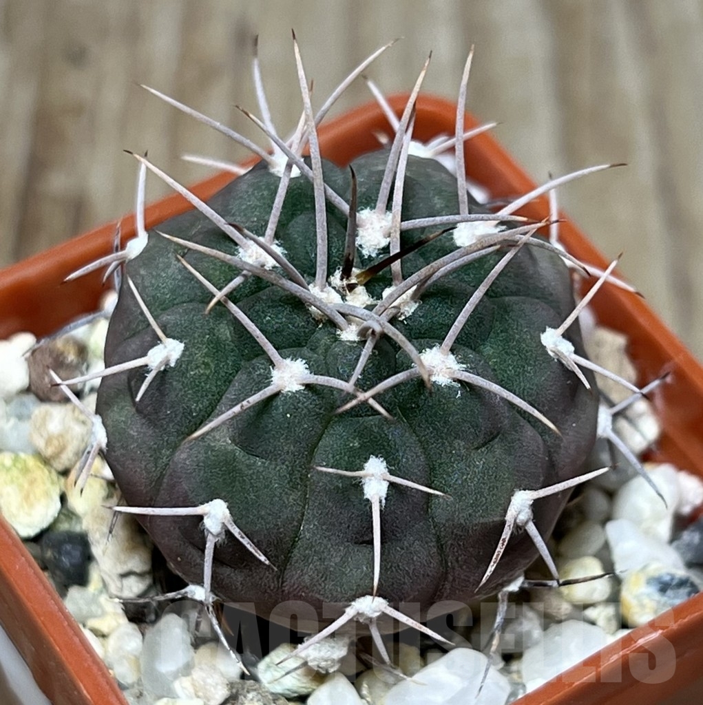 SHPR18651 Gymnocalycium mazanense v. ferox P 30A