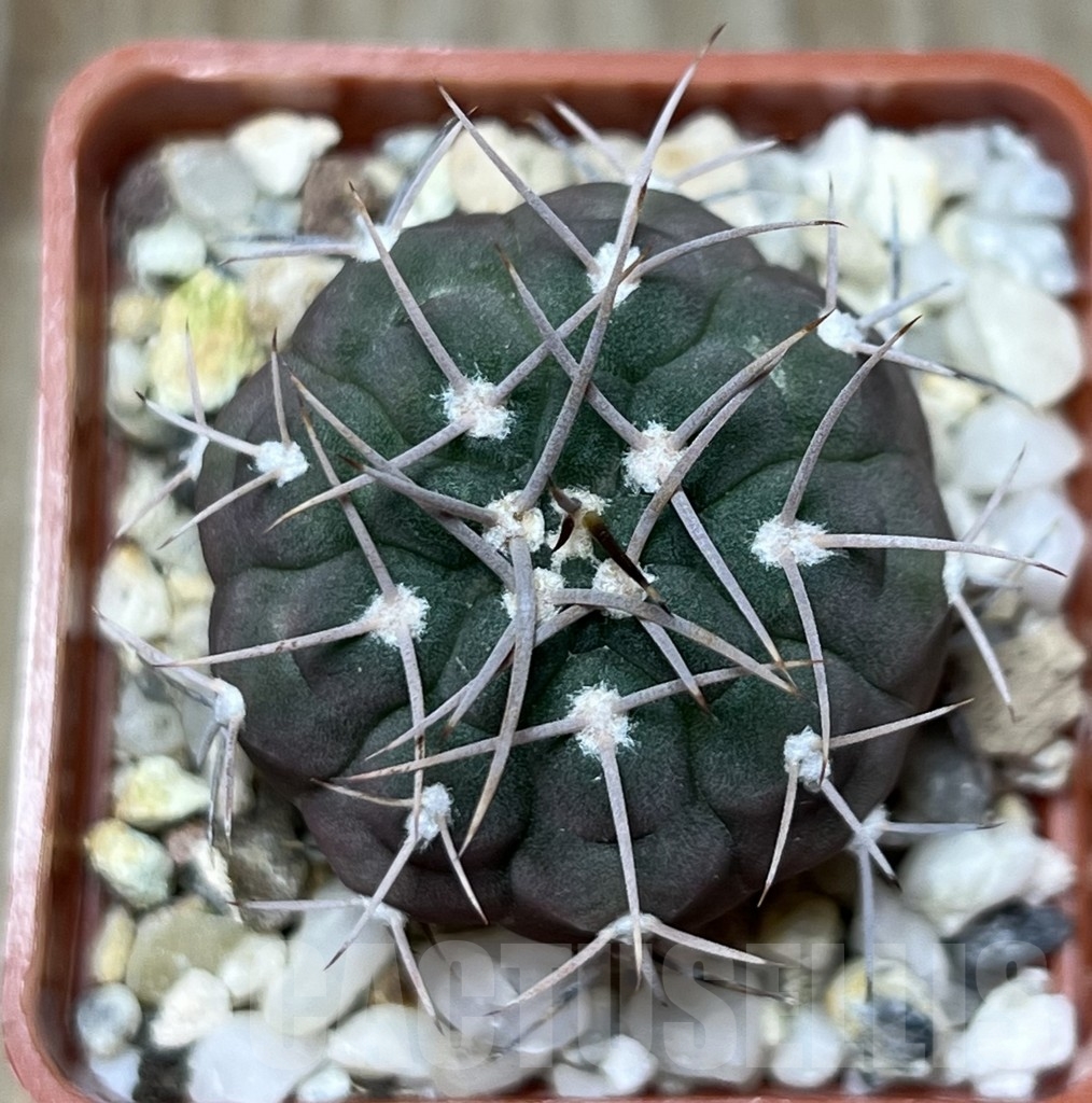 SHPR18651 Gymnocalycium mazanense v. ferox P 30A - Image 2