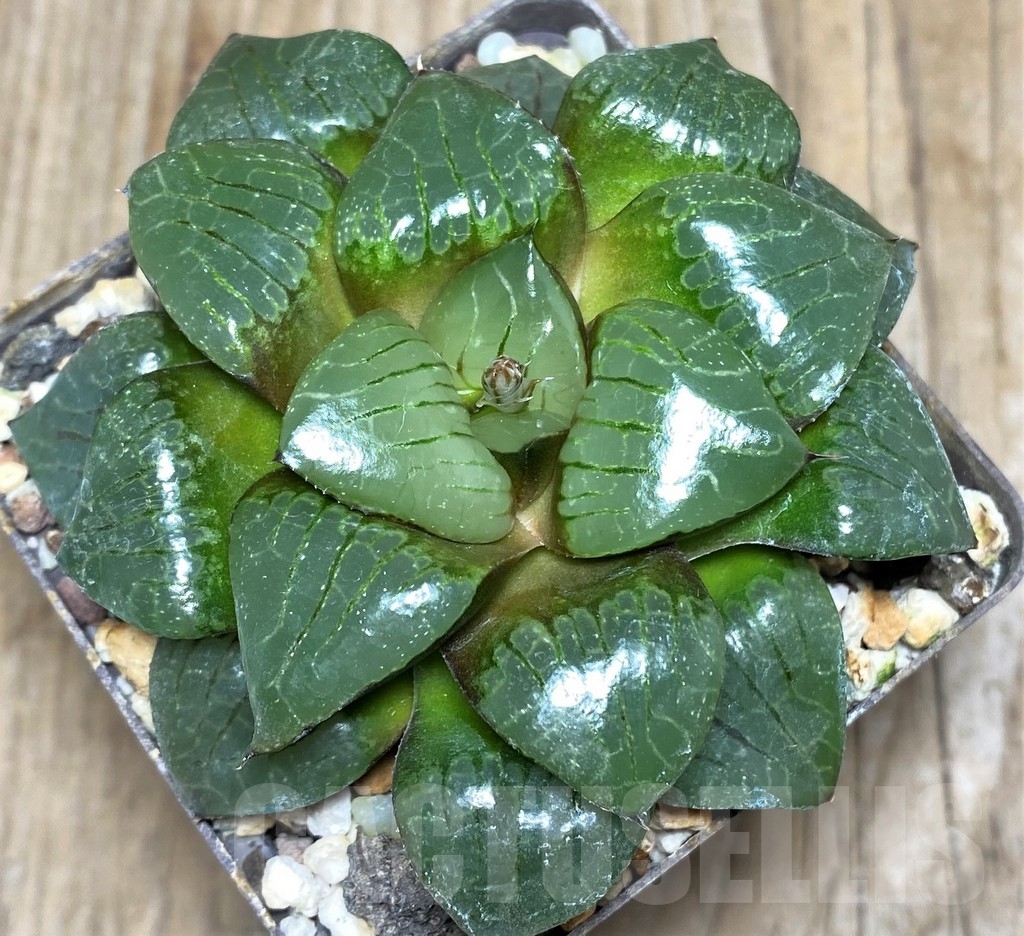 SHPR18195 Haworthia 'Sun Moon Lake' - Image 2