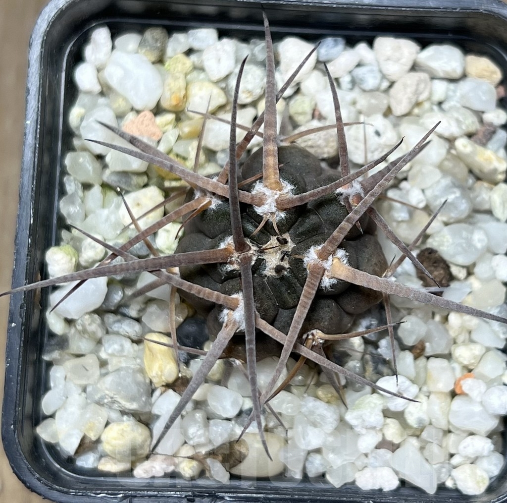 SHPR18652 Gymnocalycium spegazzinii v. major - Image 2