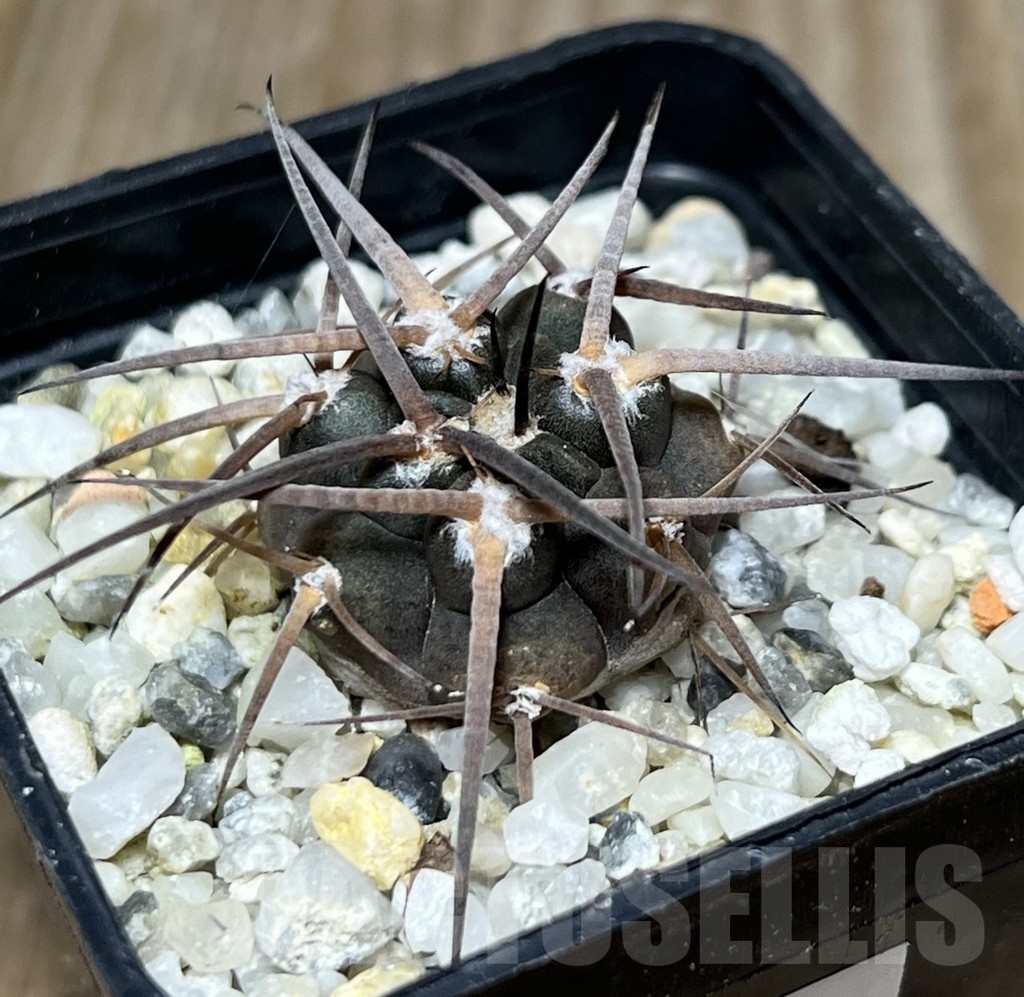 SHPR18652 Gymnocalycium spegazzinii v. major