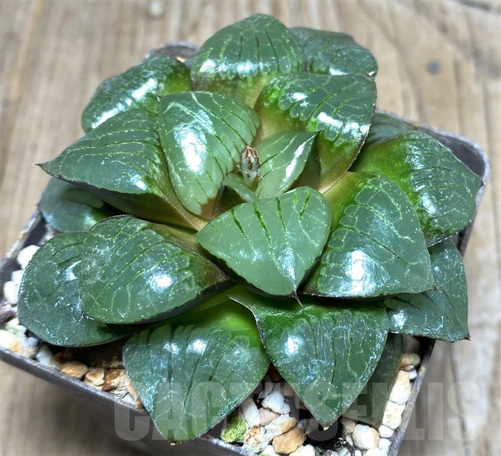 SHPR18195 Haworthia 'Sun Moon Lake'