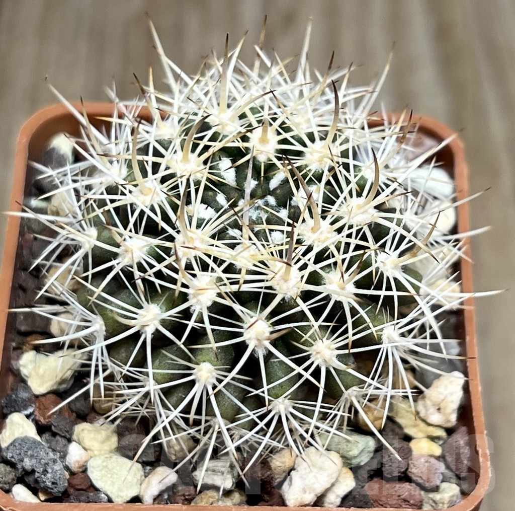 SHPR18653 Neoporteria eriosyzoides PV 2806