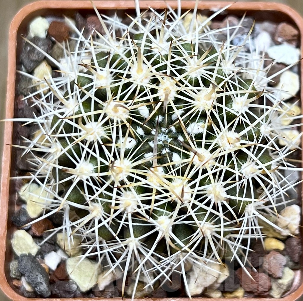 SHPR18653 Neoporteria eriosyzoides PV 2806 - Image 2