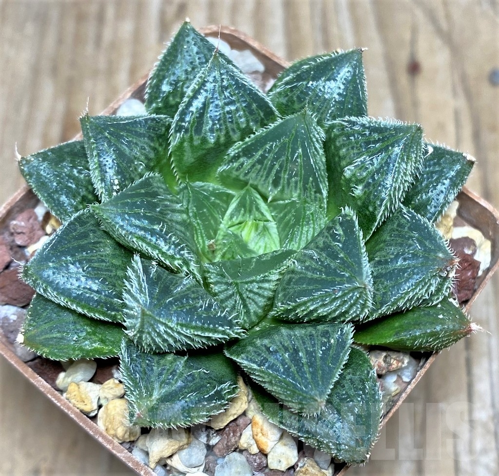 SHPR18196 Haworthia cooperi v. venusta 'White fox' - Image 2