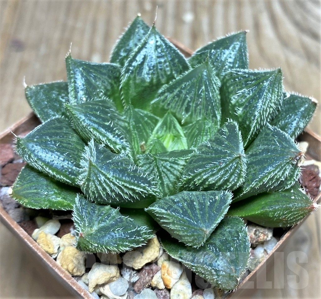 SHPR18196 Haworthia cooperi v. venusta 'White fox'