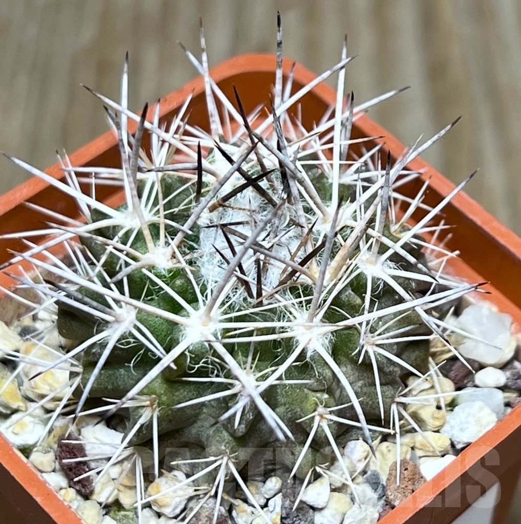 SHPR18656 Neoporteria floccosa FR 545