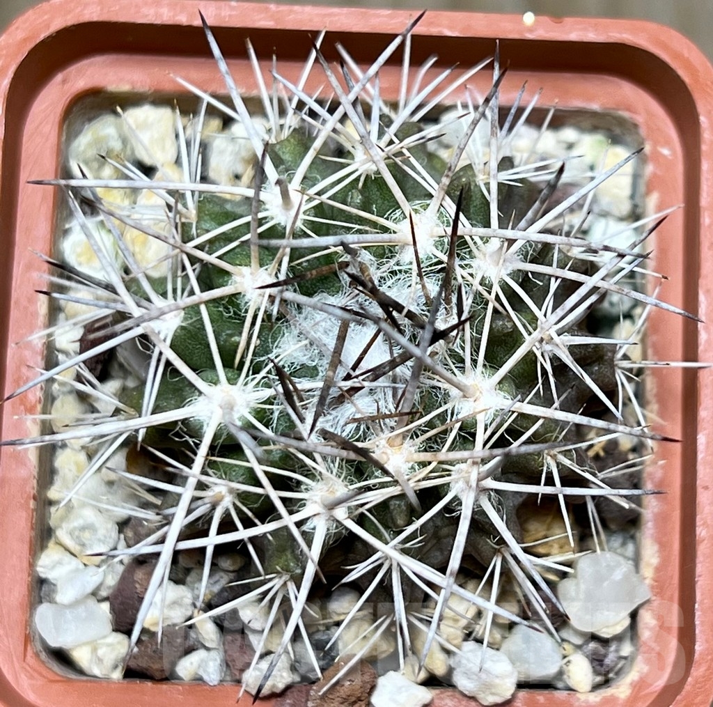 SHPR18656 Neoporteria floccosa FR 545 - Image 2