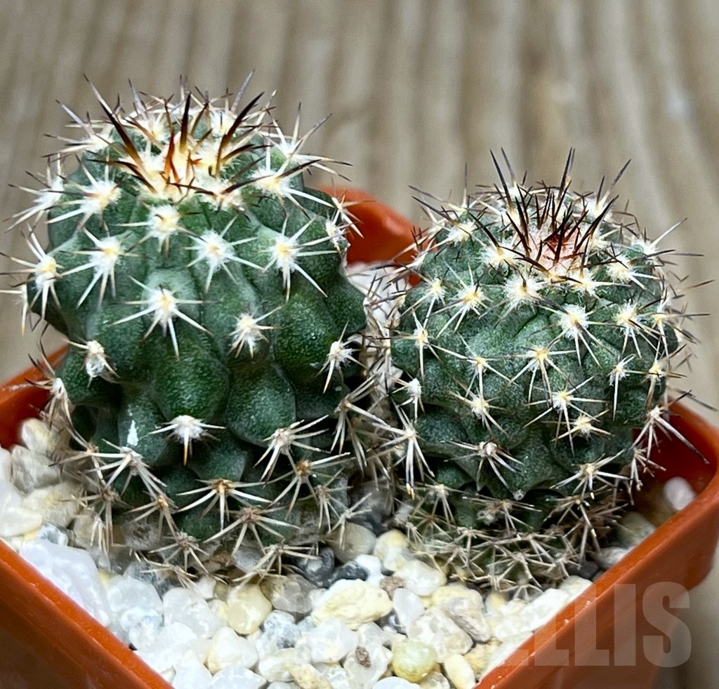 SHPR18657 Neoporteria islayensis f. grandiflorens KK 594, 2 plants