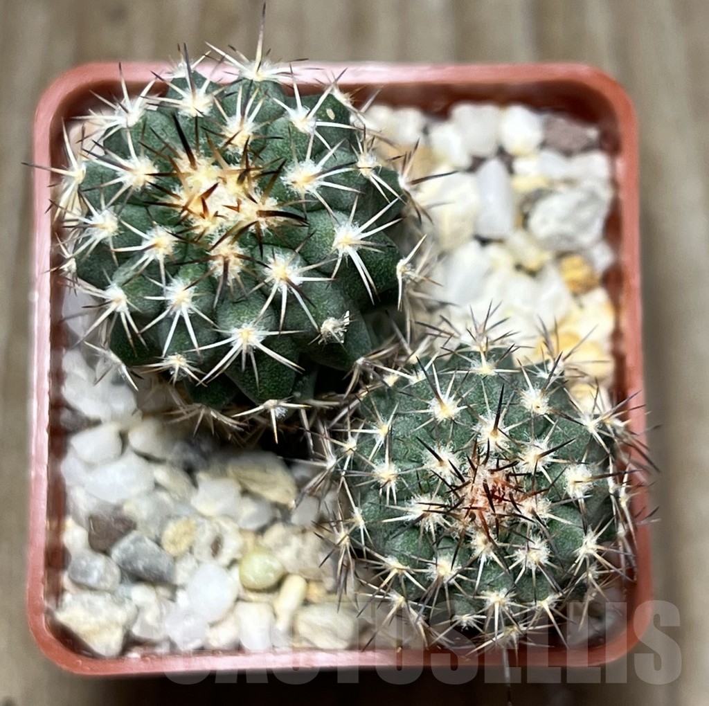 SHPR18657 Neoporteria islayensis f. grandiflorens KK 594, 2 plants - Obrázek 2