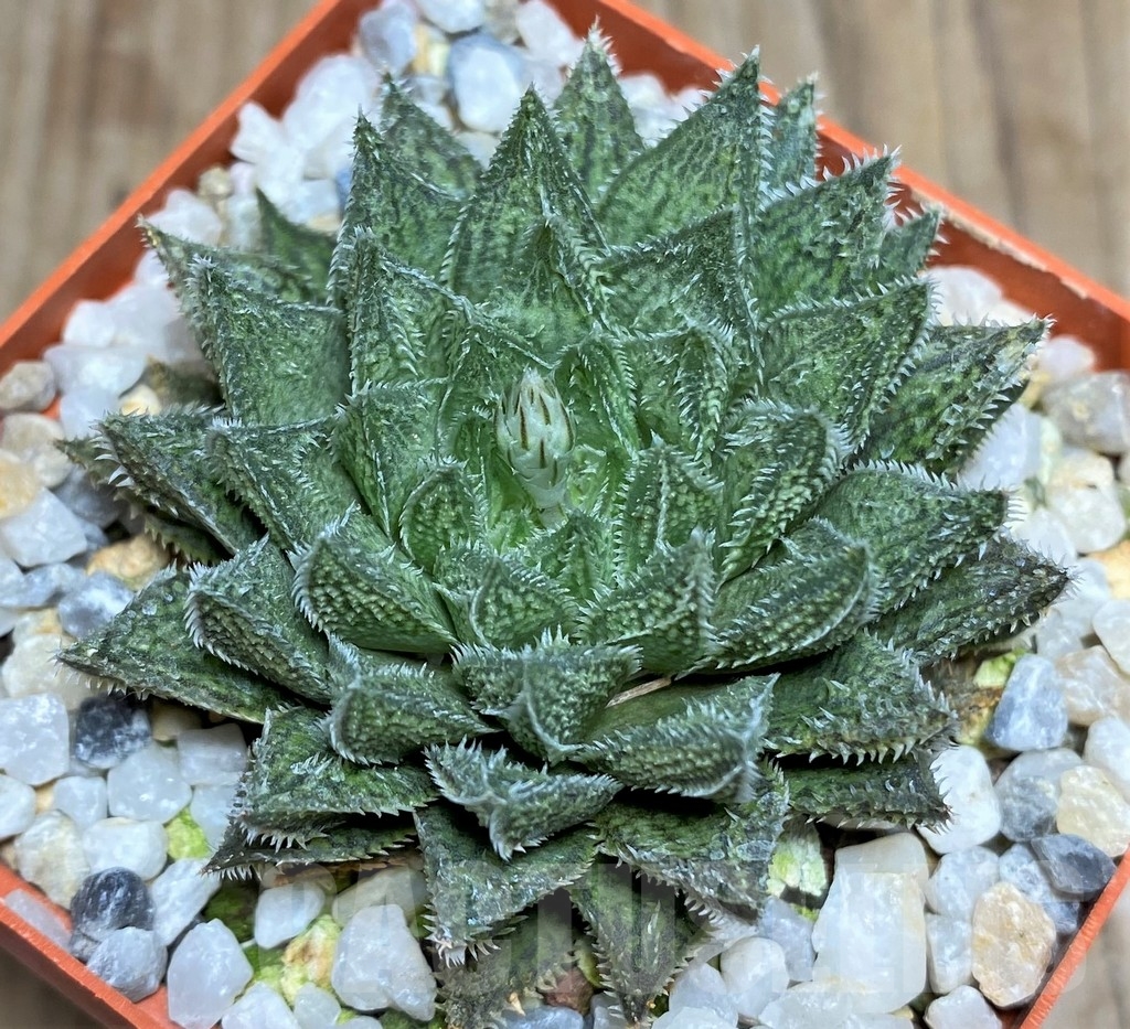 SHPR18199 Haworthia HKX-3 'Bunraku' - Image 2