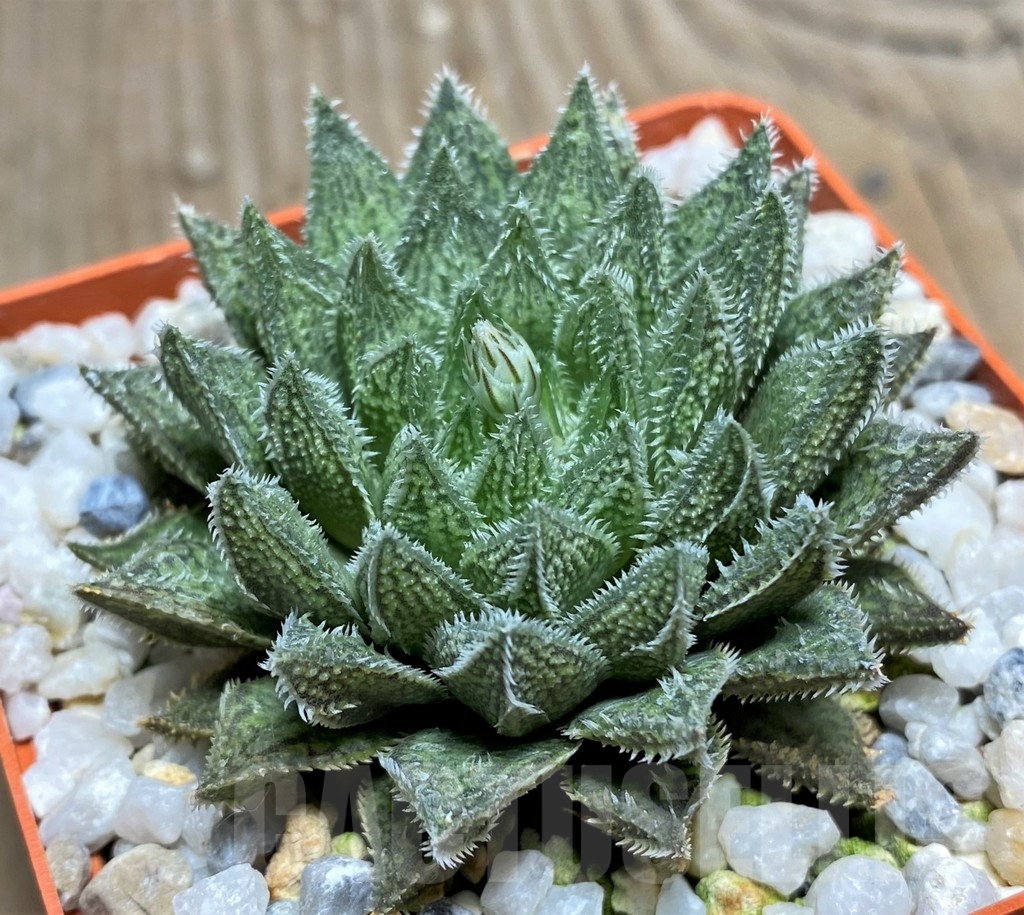 SHPR18199 Haworthia HKX-3 'Bunraku'