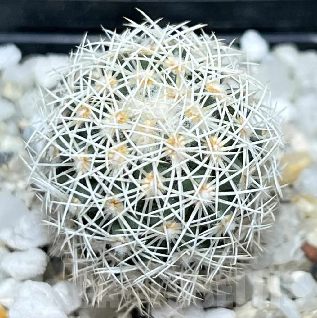 SHPR18658 Coryphantha werdermannii