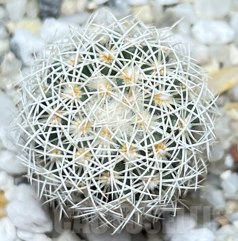 SHPR18658 Coryphantha werdermannii - Obrázek 2